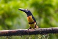 Toucan Collared Aracari, Pteroglossus torquatus Royalty Free Stock Photo