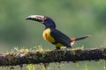 Toucan Collared Aracari, Pteroglossus torquatus Royalty Free Stock Photo