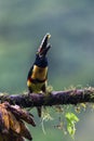 Toucan Collared Aracari, Pteroglossus torquatus, bird with big bill. Royalty Free Stock Photo