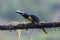 Toucan Collared Aracari, Pteroglossus torquatus, bird with big bill. Royalty Free Stock Photo