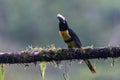 Toucan Collared Aracari, Pteroglossus torquatus, bird with big bill. Royalty Free Stock Photo