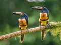 Toucan Collared Aracari, Pteroglossus torquatus Royalty Free Stock Photo