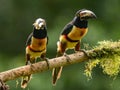 Toucan Collared Aracari, Pteroglossus torquatus Royalty Free Stock Photo