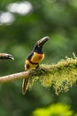 Toucan Collared Aracari, Pteroglossus torquatus Royalty Free Stock Photo