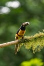 Toucan Collared Aracari, Pteroglossus torquatus Royalty Free Stock Photo