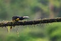 Toucan Collared Aracari, Pteroglossus torquatus Royalty Free Stock Photo