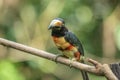 Toucan Collared Aracari Royalty Free Stock Photo