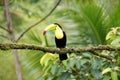 Toucan - Costa Rica America