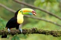 Toucan - Costa Rica America