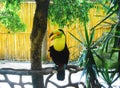 Toucan Royalty Free Stock Photo