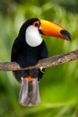 Toucan in dense vegetation