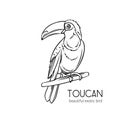 Toucan, exotic bird