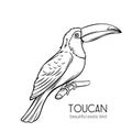 Toucan, exotic bird