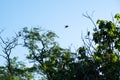 Toucan flying at Iguazu Falls, Argentina