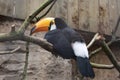 Toucan on his branch