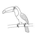 Toucan isolated on white background for coloring book page