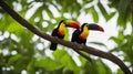 toucan in the jungle toucan sitting branch forest green vegetation nature travel