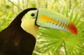 Toucan kee billed Tamphastos sulfuratus jungle Royalty Free Stock Photo