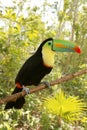 Toucan kee billed Tamphastos sulfuratus jungle Royalty Free Stock Photo