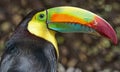 Toucan Royalty Free Stock Photo