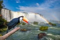 Toucan at the majestic cataratas Iguasu Falls Royalty Free Stock Photo