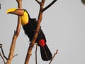 Toucan in my tree, Costa Rica