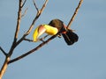 Toucan in my tree, Costa Rica