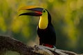Toucan in the nature. Back sun light. Chesnut-mandibled Toucan sitting on the branch in tropical rain with green jungle background Royalty Free Stock Photo