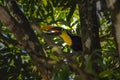 Toucan in Osa Peninsula, Costa Rica