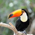 Toucan outdoor - Ramphastos sulphuratus Royalty Free Stock Photo