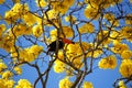 Toucan perched on yellow ipee