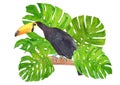 Toucan Ramphastos toco bird sitting on tree branch and tropical monstera leaves, watercolor hand painted illustration Royalty Free Stock Photo