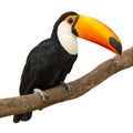 Toucan Royalty Free Stock Photo