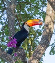 Toucan Ramphastos toco sitting on tree branch in Pantanal, Brazil Royalty Free Stock Photo