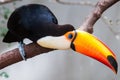 Toucan (Ramphastos toco) sitting on tree branch in tropical fore Royalty Free Stock Photo