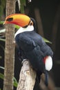 Toucan (Ramphastos toco) sitting on tree branch in tropical forest or jungle Royalty Free Stock Photo