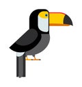 Toucan ramphastos toco sitting on tree branch and tropical wild colorful bird flat vector. Royalty Free Stock Photo