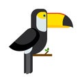 Toucan ramphastos toco sitting on tree branch and tropical wild colorful bird flat vector. Royalty Free Stock Photo