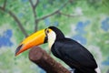 Toucan (Ramphastos toco) sitting on tree branch in zoo Royalty Free Stock Photo