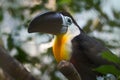 Toucan - Ramphastos vitellinus, zoo or wildlife .Close up.