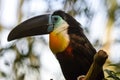 Toucan - Ramphastos vitellinus, zoo or wildlife .Close up.