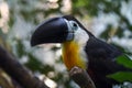 Toucan - Ramphastos vitellinus, zoo or wildlife .Close up.