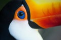 Toucan's eye closeup