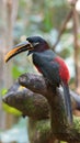 Toucan seen in profile in Ecuadorian amazon. Common names: Pichilingo