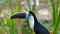 Toucan seen in profile in Ecuadorian amazon. Common names: Tucan.