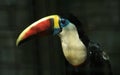 Toucan