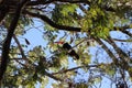 Toucan sitting on a branch blue sky background Royalty Free Stock Photo