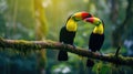 Toucan sitting on the branch in the forest