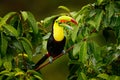 Toucan sitting on the branch in the forest, Boca Tapada, green vegetation, Costa Rica. Nature travel in central America. Keel-bill Royalty Free Stock Photo