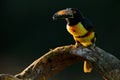 Toucan sitting on the branch in the forest, Boca Tapada, Laguna de Lagarto Lodge, Costa Rica. Nature bird travel in central Americ Royalty Free Stock Photo